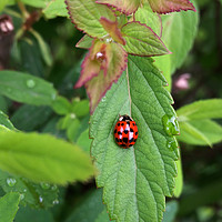Buy canvas prints of ladybug on leaf by Marinela Feier