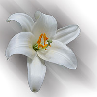 Buy canvas prints of white lily by Marinela Feier