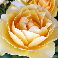 Buy canvas prints of The Yellow Rose by Marinela Feier