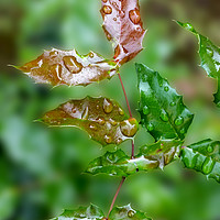 Buy canvas prints of raindrops on leaves by Marinela Feier