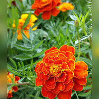 Buy canvas prints of colors of marigolds by Marinela Feier