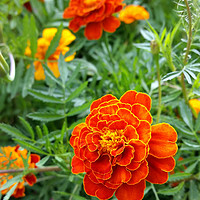 Buy canvas prints of brightly colored marigold by Marinela Feier