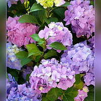 Buy canvas prints of colors of hydrangea by Marinela Feier