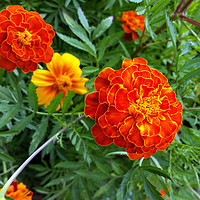 Buy canvas prints of marigold in the sun by Marinela Feier