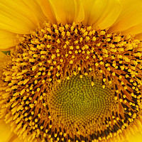 Buy canvas prints of sunflowers by Marinela Feier