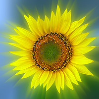 Buy canvas prints of a bright sunflower by Marinela Feier