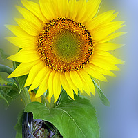 Buy canvas prints of glowing sunflower by Marinela Feier