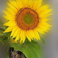 Buy canvas prints of a glowing sunflower by Marinela Feier