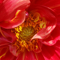 Buy canvas prints of red petals by Marinela Feier