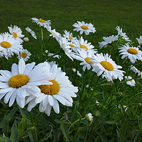 Buy canvas prints of white daisies by Marinela Feier