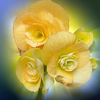 Buy canvas prints of yellow flowers shining by Marinela Feier