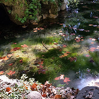 Buy canvas prints of rays and leaves on water by Marinela Feier