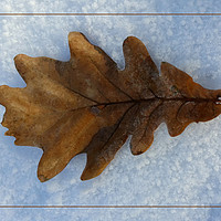 Buy canvas prints of leaf on snow by Marinela Feier