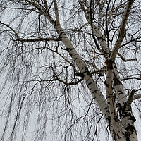 Buy canvas prints of One birch on a gray day by Marinela Feier