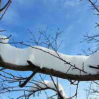 Buy canvas prints of Snow on branches by Marinela Feier