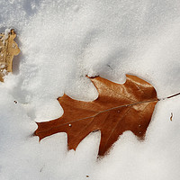 Buy canvas prints of oak leaf on the snow by Marinela Feier