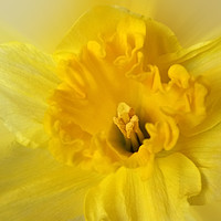 Buy canvas prints of yellow daffodil by Marinela Feier