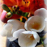 Buy canvas prints of bouquet of freesias by Marinela Feier