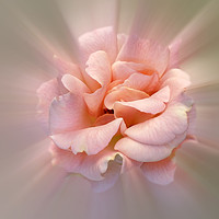 Buy canvas prints of Golden pink by Marinela Feier
