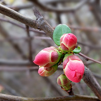 Buy canvas prints of tiny red buds by Marinela Feier