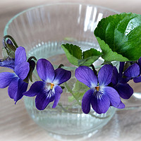Buy canvas prints of cup of violets by Marinela Feier