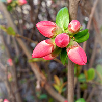 Buy canvas prints of new red buds by Marinela Feier