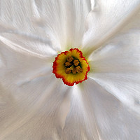 Buy canvas prints of pearl white narcissus by Marinela Feier