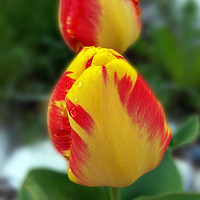 Buy canvas prints of yellow red tulips by Marinela Feier