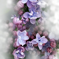 Buy canvas prints of Lilac blooming by Marinela Feier
