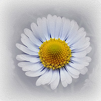 Buy canvas prints of shining white daisy by Marinela Feier