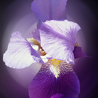 Buy canvas prints of purple iris flower  by Marinela Feier