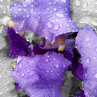 Buy canvas prints of raindrops on iris by Marinela Feier