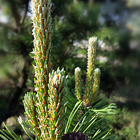 Buy canvas prints of New pine buds by Marinela Feier