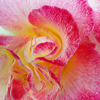 Buy canvas prints of yellow pink petals by Marinela Feier