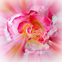 Buy canvas prints of yellow pink Rose by Marinela Feier
