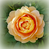 Buy canvas prints of Golden rose by Marinela Feier