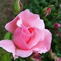 Buy canvas prints of pink rose blooming by Marinela Feier