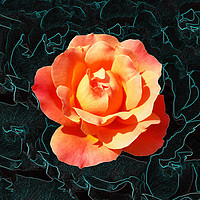 Buy canvas prints of Bright orange rose by Marinela Feier