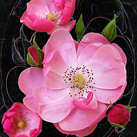 Buy canvas prints of tiny rosebud opens by Marinela Feier