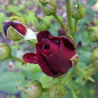 Buy canvas prints of Burgundy rose after rain by Marinela Feier