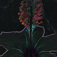 Buy canvas prints of velvet colored flower by Marinela Feier