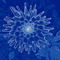 Buy canvas prints of flower on blue by Marinela Feier