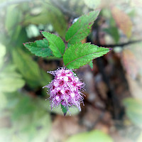 Buy canvas prints of Blooming in autumn by Marinela Feier