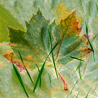 Buy canvas prints of Late autumn by Marinela Feier
