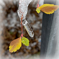 Buy canvas prints of Icicle on leaf by Marinela Feier