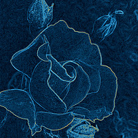 Buy canvas prints of blue rose contour by Marinela Feier