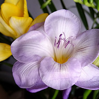 Buy canvas prints of open violet freesia by Marinela Feier