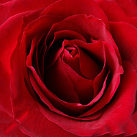 Buy canvas prints of deep red rose by Marinela Feier