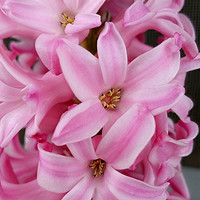 Buy canvas prints of pink hyacinth flower by Marinela Feier