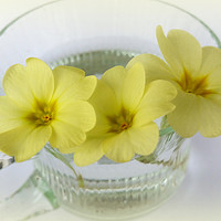 Buy canvas prints of primrose in a coffee cup by Marinela Feier